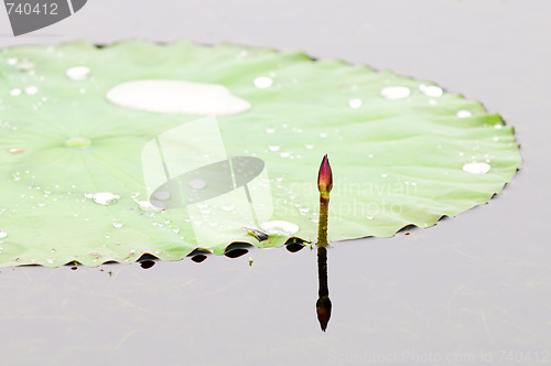 Image of Lotus bud and leaf