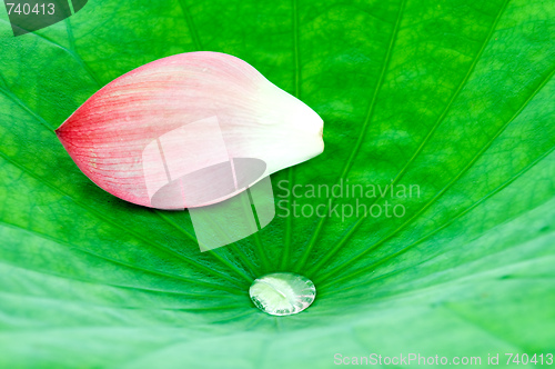 Image of Lotus petal over leaf