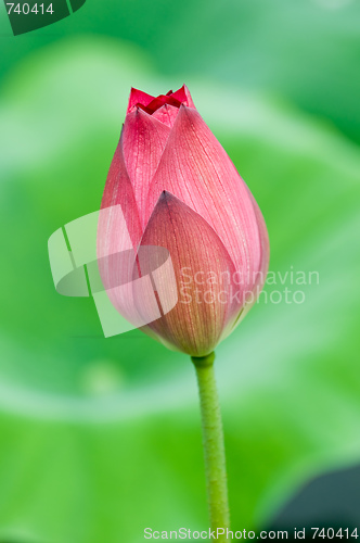 Image of Pink lotus flower