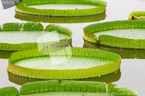 Image of Lotus leafs