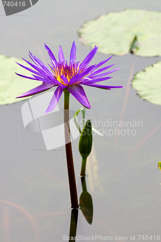 Image of Purple water lily