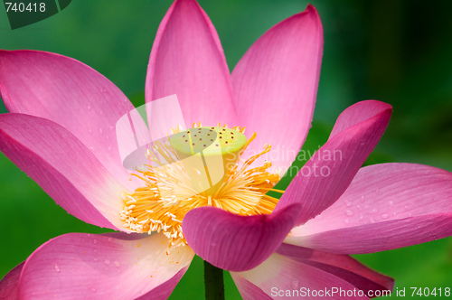 Image of Lotus flower