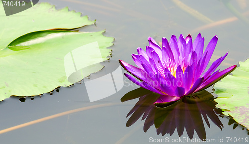 Image of Purple water lily