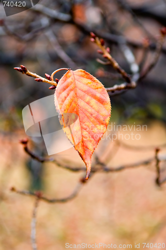 Image of Details of leaf