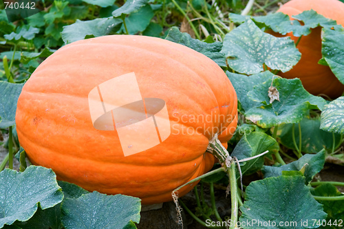 Image of Pumpkins