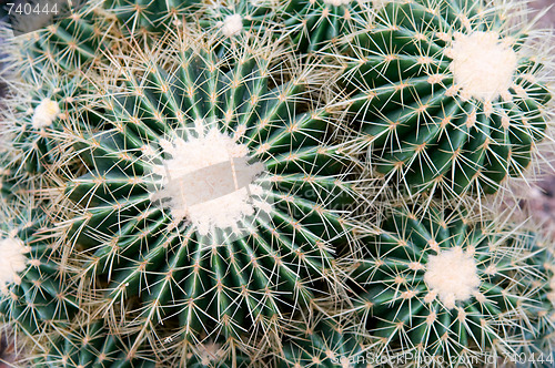 Image of Cactus Thorns