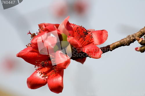 Image of Flowers of ceiba