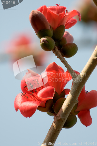 Image of Flowers of ceiba