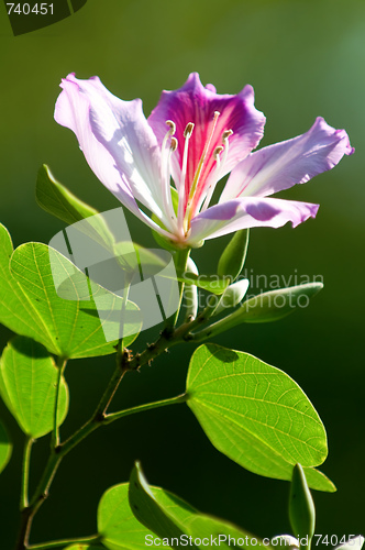 Image of Bauhinia blakeana