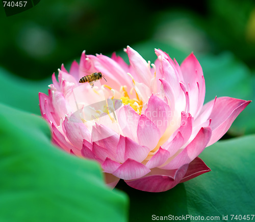 Image of Blooming lotus flower and a bee