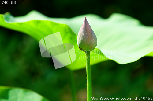 Image of The blossom of lotus and leaves