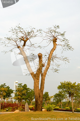 Image of Abstract tree branches