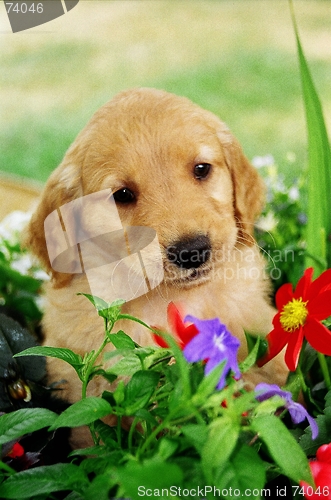 Image of Puppy