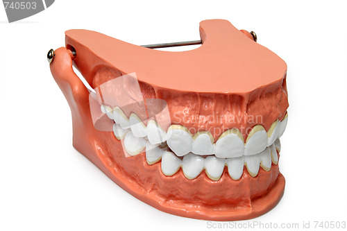 Image of Teeth model