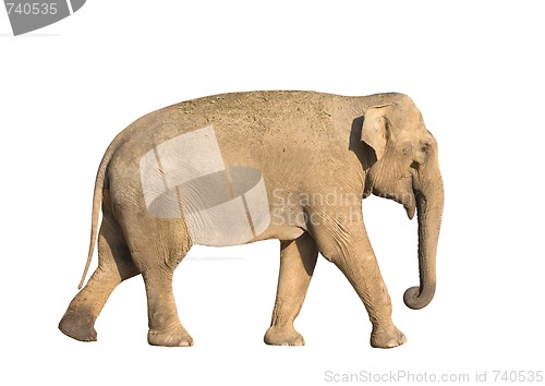 Image of Elephant