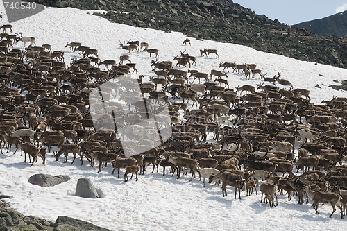 Image of Herd of reindeers