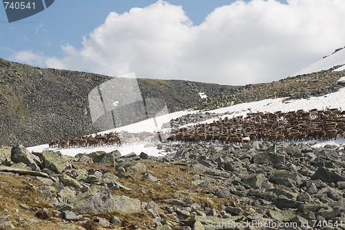 Image of Herd of reindeers