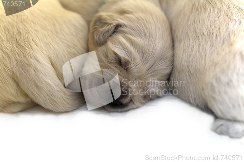 Image of Golden retriever puppy isolated on white background 