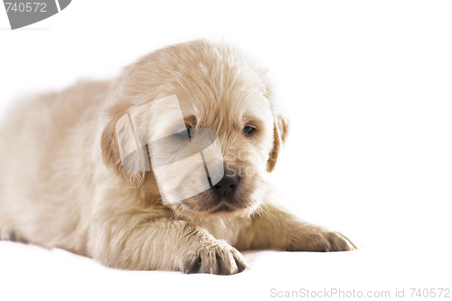 Image of Golden retriever puppy isolated on white background 