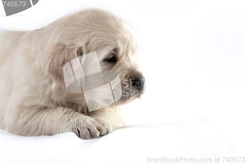 Image of Golden retriever puppy isolated on white background 