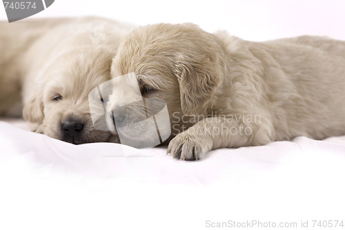 Image of Golden retriever puppy isolated on white background 