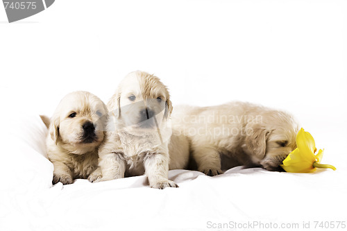 Image of Golden retriever puppy isolated on white background with flower