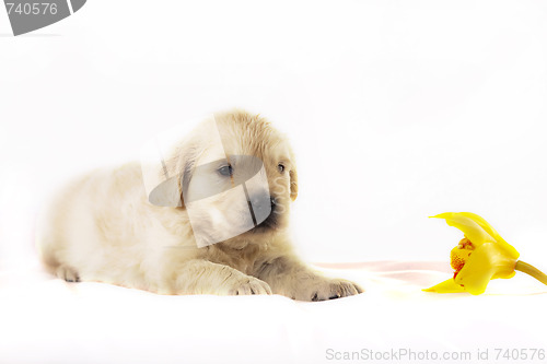 Image of Golden retriever puppy isolated on white background with flower