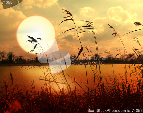 Image of bullrushes at sunset