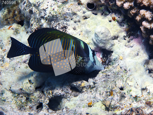 Image of Red Sea sailfin tang