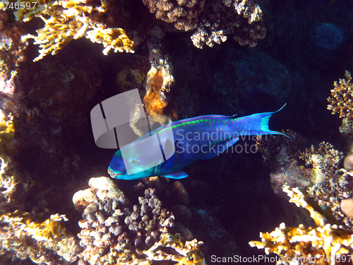 Image of Rusty parrotfish and coral reef