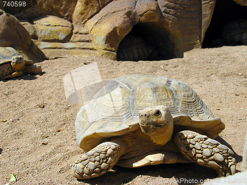 Image of Turtle and desert