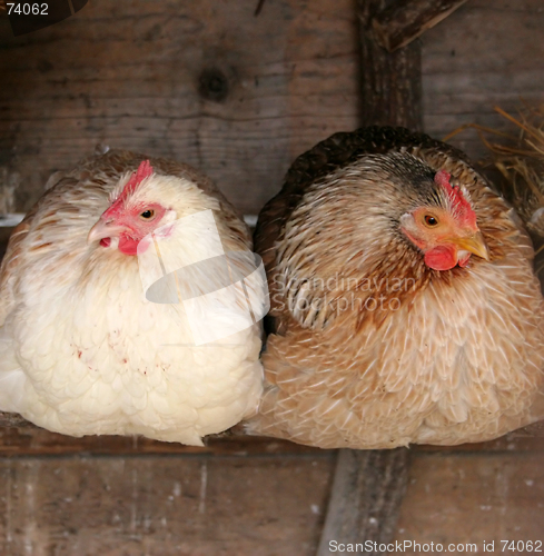 Image of Two chickens roosting