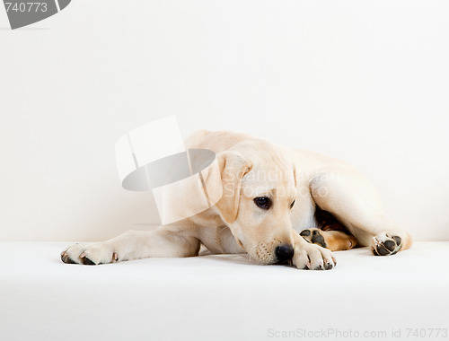 Image of Cute labrador dog