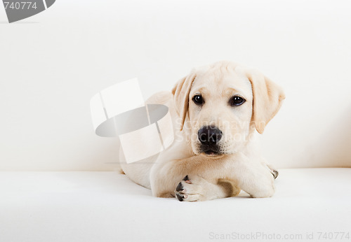 Image of Cute labrador dog