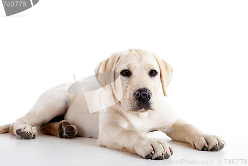 Image of Cute labrador dog