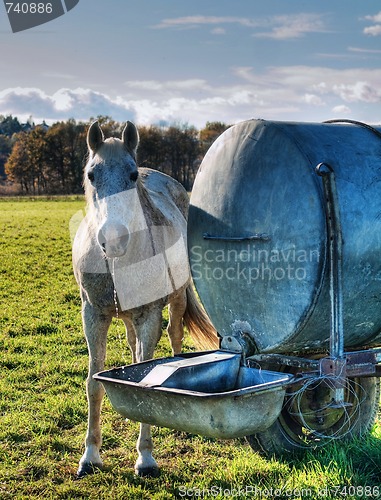 Image of Horse drinking