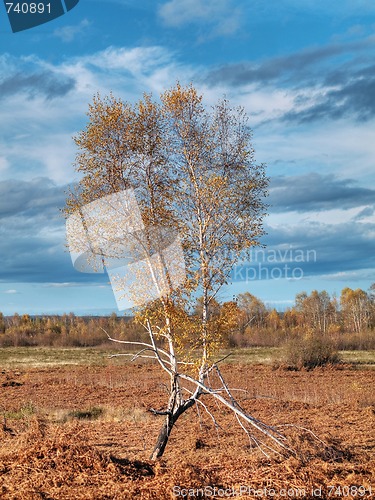 Image of birch tree