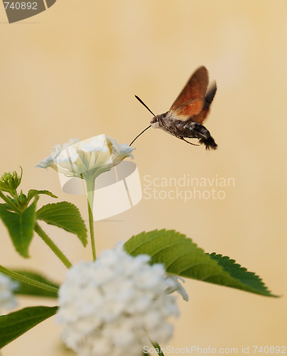 Image of Hummingbird moth