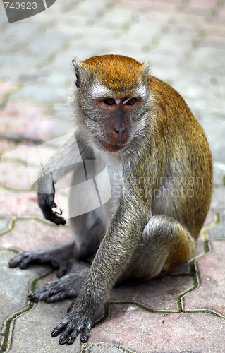 Image of Macaque Monkey