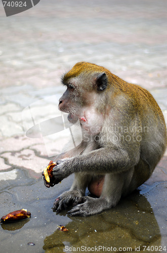 Image of Macaque Monkey