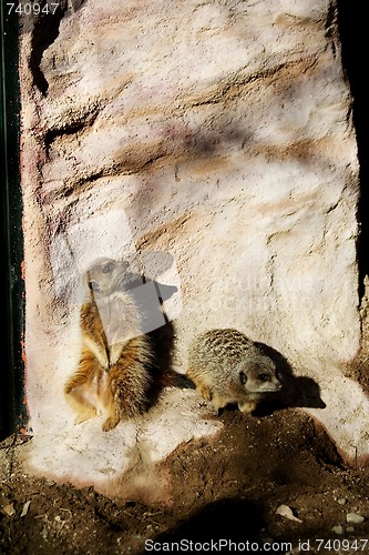 Image of Meerkats