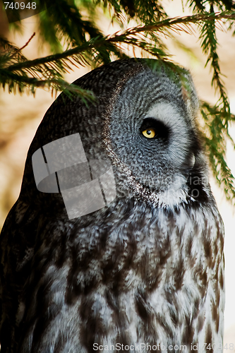 Image of Great grey owl