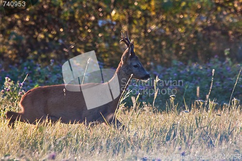 Image of Roebuck