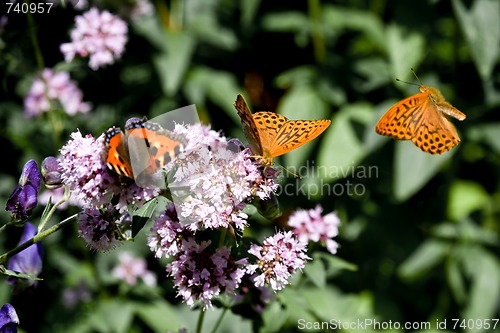 Image of butterflies