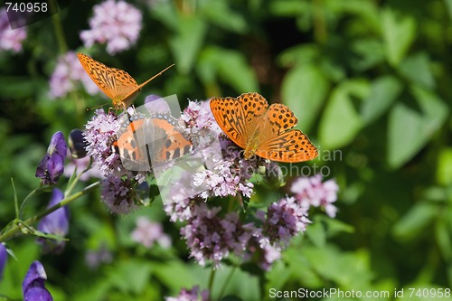 Image of butterflies