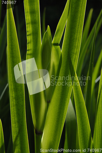 Image of Green Straws