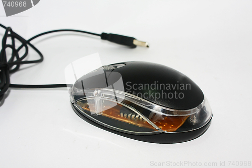 Image of Mouse