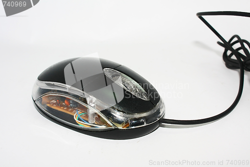 Image of Mouse