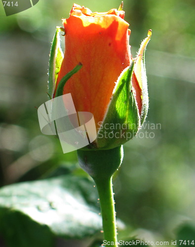 Image of Lonely sunny rose