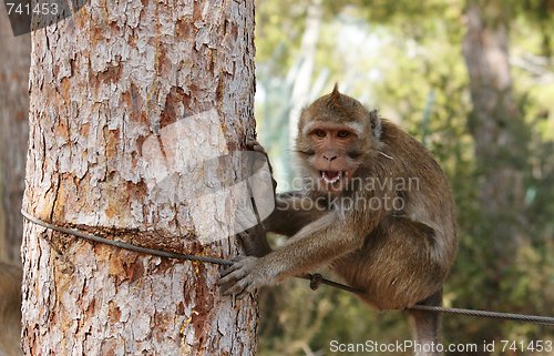 Image of Small grinning monkey on the rope 